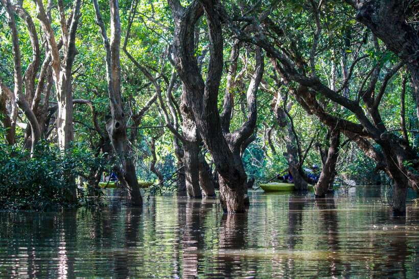 Kayaking & Floating Village in Siem Reap - Should you book the Mechrey kayaking tour?