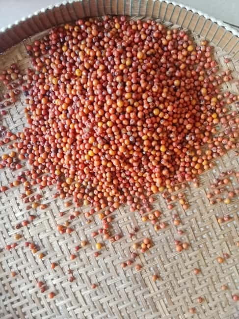 Kep: Discover kampot pepper farm/lake & Salt fields...more - Salt fields at the right time of day
