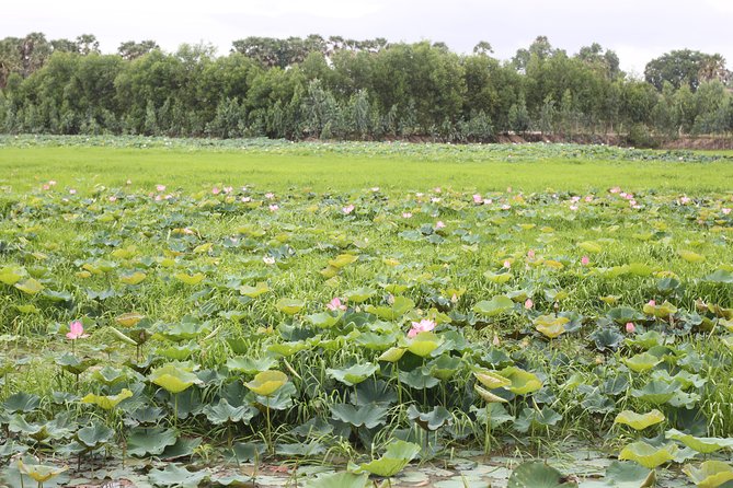 Killing Field & Paddy Rice Fields Tuk Tuk Adventure - Who should book this countryside day
