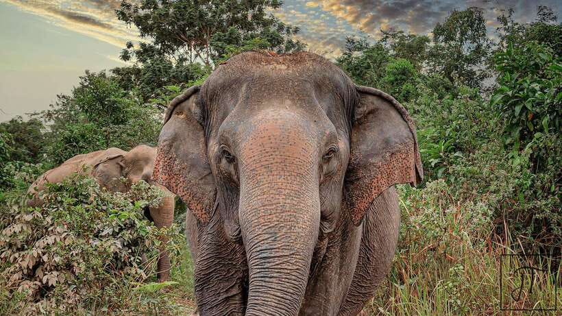 Kulen Elephant Forest Siem Reap in Small Group - Key Points