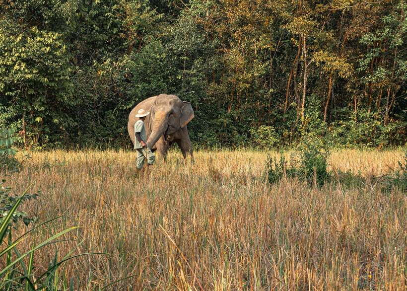 Kulen Elephant Forest Siem Reap in Small Group - Who Will Enjoy This Visit Most?