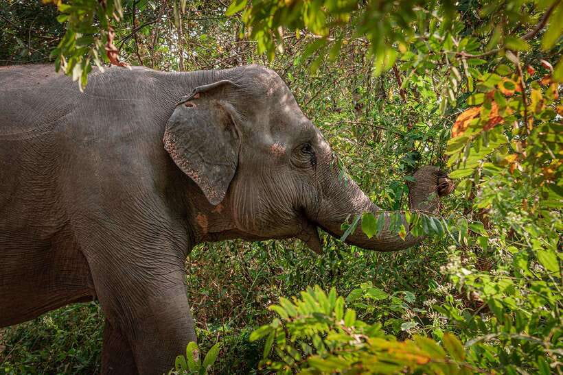 Kulen Elephant Forest Siem Reap in Small Group - Why Kulen Elephant Forest Feels Different