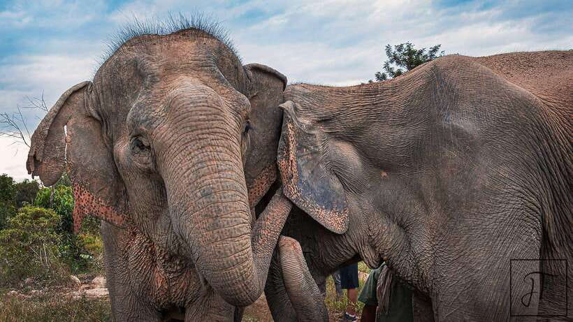 Kulen Elephant Forest Siem Reap in Small Group - Is $69 a Fair Price?