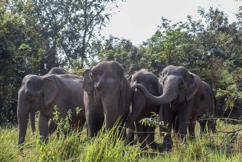 Kulen Elephant Forest & Tonlesap Lake - Why the elephants are the heart of the day