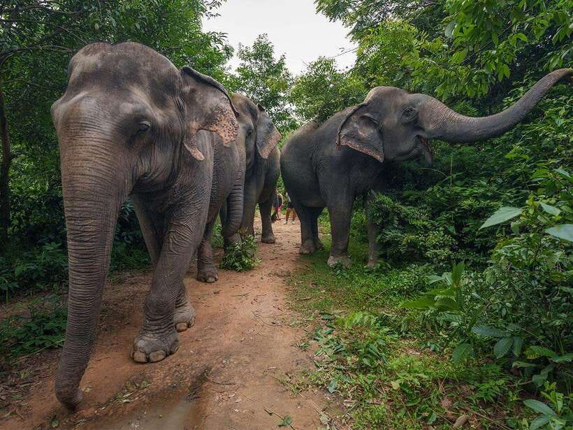 Kulen Elephant Forest Tour with Hotel Pick-up & Drop off - Walking into the forest at elephant speed