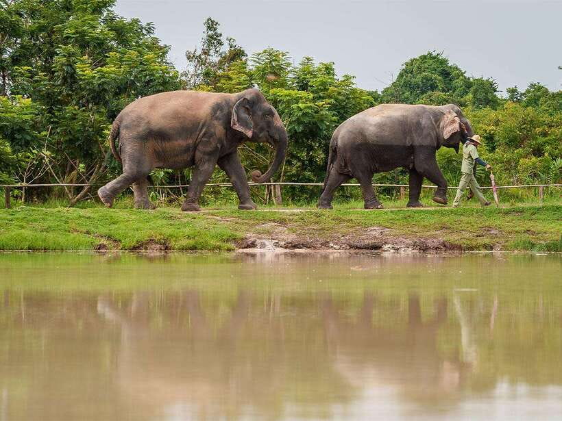 Kulen Elephant Forest Tour with Hotel Pick-up & Drop off - Should you book the Kulen Elephant Forest Tour?