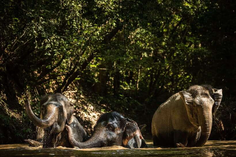 Kulen Mountain Day Trip with Picnic & Kulen Elephant Forest - Key points at a glance