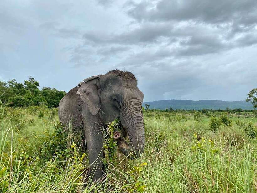 Kulen Mountain Day Trip with Picnic & Kulen Elephant Forest - The 7:30 AM departure from Siem Reap