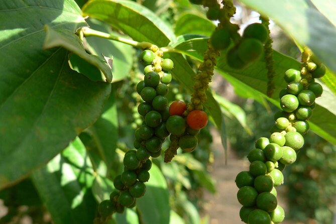La Plantation tour (discovering Kampot Pepper) + Lunch - Key points at a glance