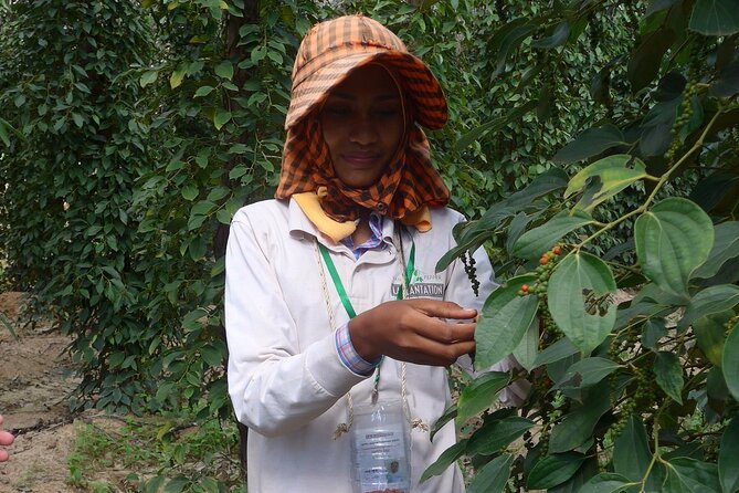 La Plantation tour (discovering Kampot Pepper) + Lunch - What happens during the guided farm visit