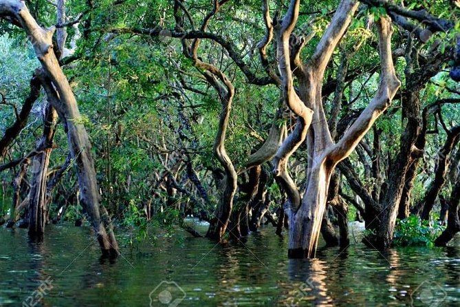 Mechrey Floating Village Tour & Mangrove from Siem Reap - Watching birds beside Tonlé Sap