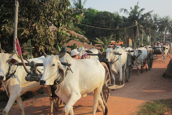 Ox-cart Culture Tour, Countryside Experince in Siem Reap - The 7:30 or 8:00 pickup from Siem Reap