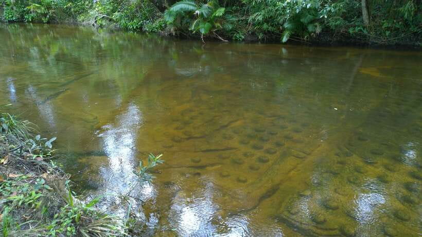 Phnom Kulen National Park Admission Ticket - What the strong feedback tells me