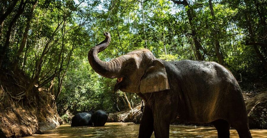 Phnom Kulen Park: Tour with Elephant Forest from Siem Reap - A simple picnic beside the waterfall