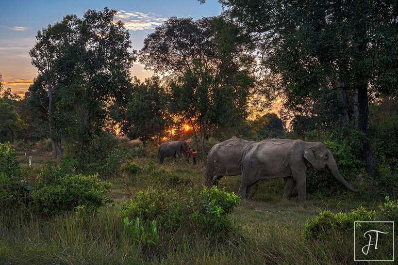Phnom Kulen Park: Tour with Elephant Forest from Siem Reap - Is $230 a fair price?