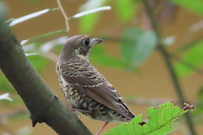 Phnom Penh Birding Experience and Brunch - The 6:00 a.m. meeting at Areyksat Ferry Dock