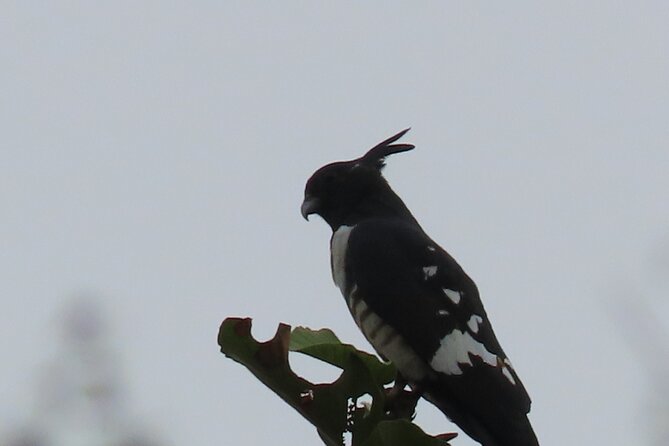Phnom Penh Birding Experience and Brunch - What Thong adds to the morning