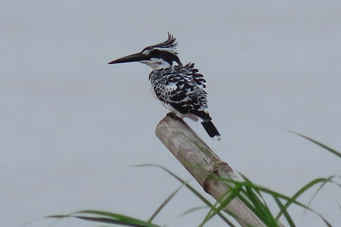 Phnom Penh Birding Experience and Brunch - Price, equipment, and what the $85 covers