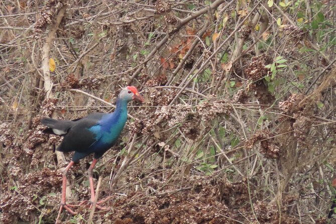 Phnom Penh Birding Experience and Brunch - Who will enjoy this birding experience