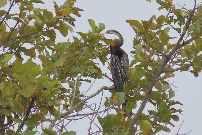Phnom Penh Birding Experience and Brunch - Practical tips for getting more from the morning