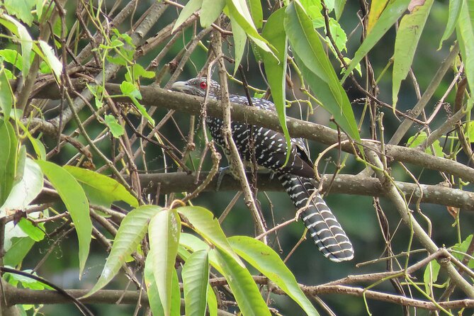 Phnom Penh Birding Experience and Brunch - Breakfast beside a small lake at 7:30 a.m.