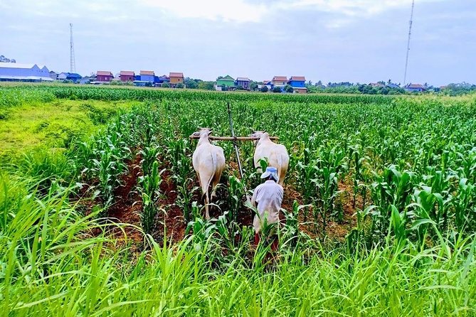 Phnom Penh Countryside Cycle Tour - Why this is a smart break from Phnom Penh