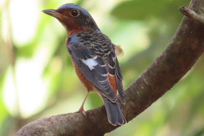 Phnom Penh & Kirirom National Park Birds Tour - Key points for birders near Phnom Penh