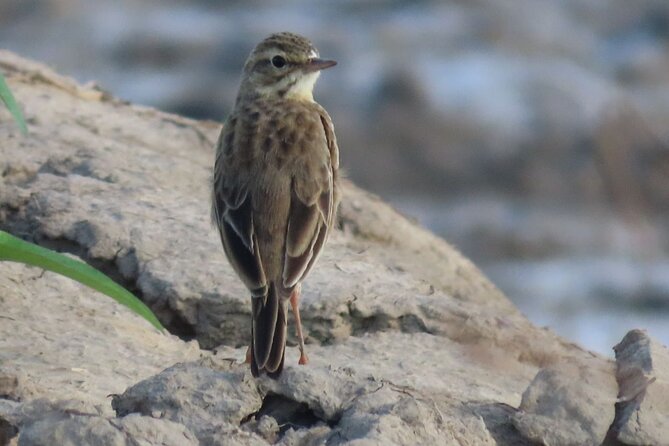 Phnom Penh & Kirirom National Park Birds Tour - Why this tour works for birding from Phnom Penh