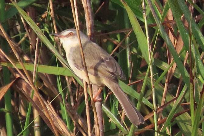 Phnom Penh & Kirirom National Park Birds Tour - What you may find around lotus fields and rice paddies