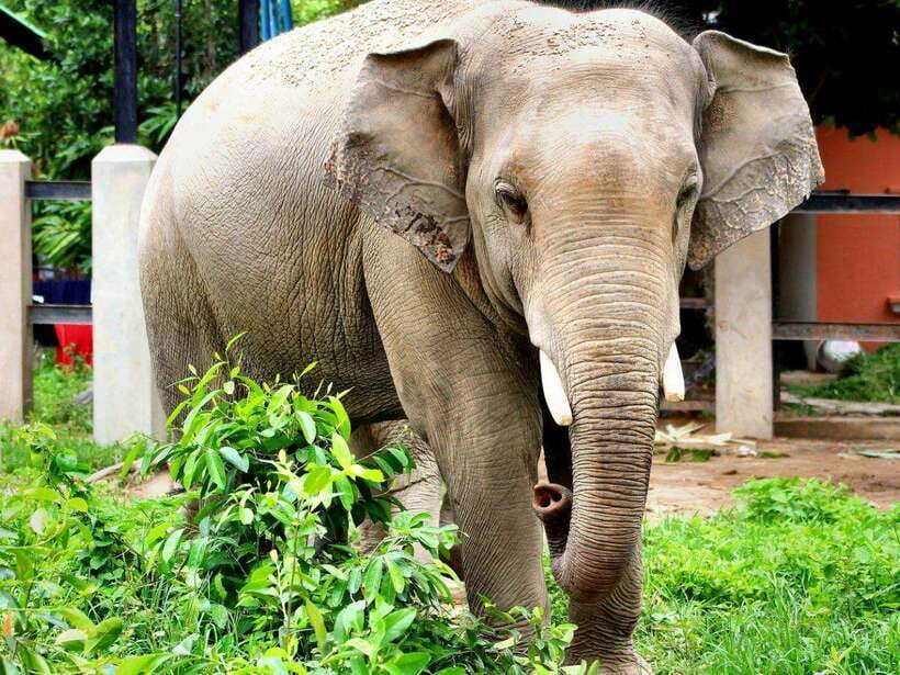 Phnom Tamao Wildlife Center & Buddha Kiri Cambodia Day Tour - What the $45 price really covers