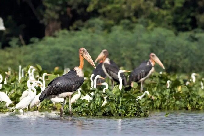 Prek Toal Birds Sanctuary and floating Village Private Day Tour - Seeing Prek Toal Floating Village