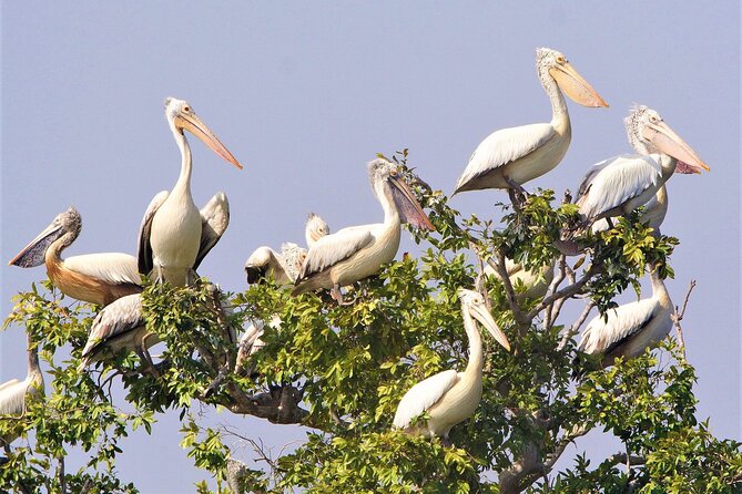 Prek Toal Birds Sanctuary and floating Village Private Day Tour - What the private format changes