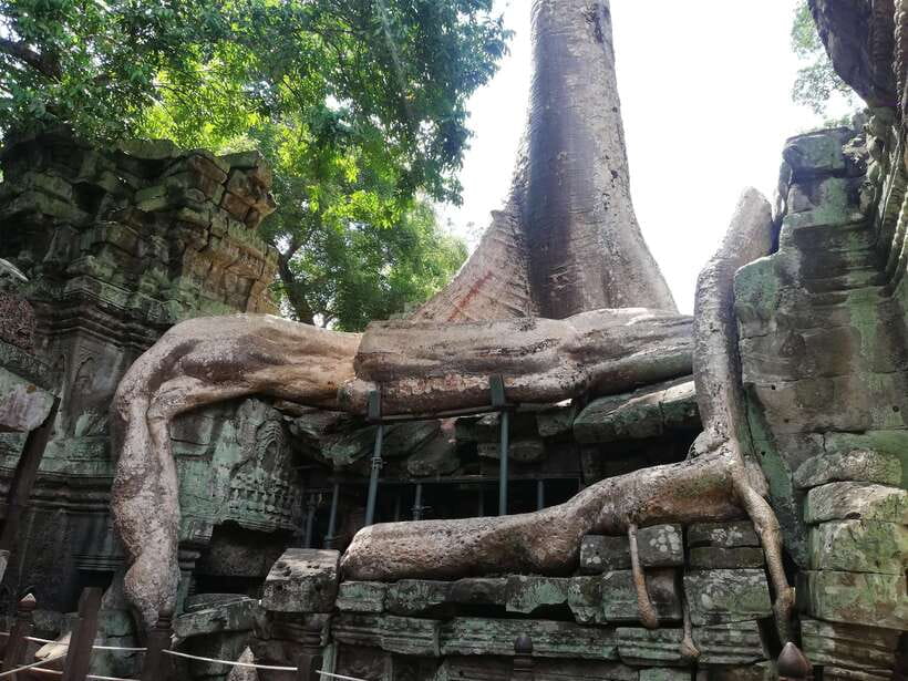 Private Sunrise Angkor Wat Tour - Ta Prohm and the trees over the ruins