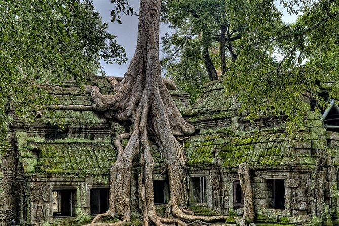 Private sunrise tour to Angkor Wat & other highlights with Professional Guide. - Ta Prohm before the crowds grow