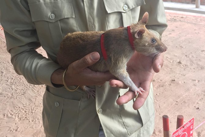 Private Tour: HERO Rats & Angkor National Museum - Angkor National Museum and the Khmer imperial collection