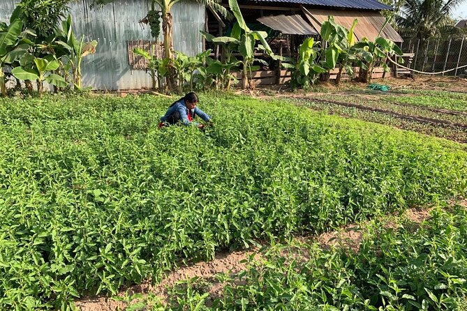 Rural Countryside Experience Tour in Siem Reap - Why this tour makes sense after Angkor Wat