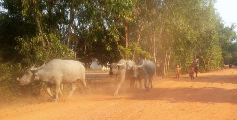 Siem Reap: 3-Hour Ancient Trails Motorbike Tour - Heat, dust, and the practical side of the ride