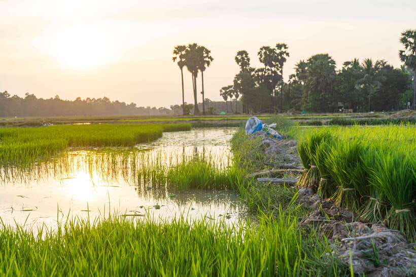 Siem Reap: Afternoon Cooking Class & Village Tour - Practical details before you book