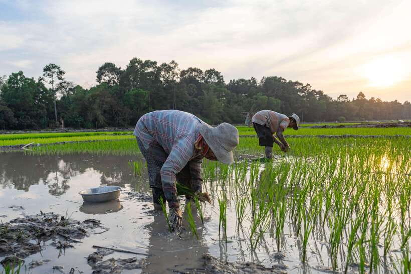 Siem Reap: Afternoon Cooking Class & Village Tour - Why the guide matters