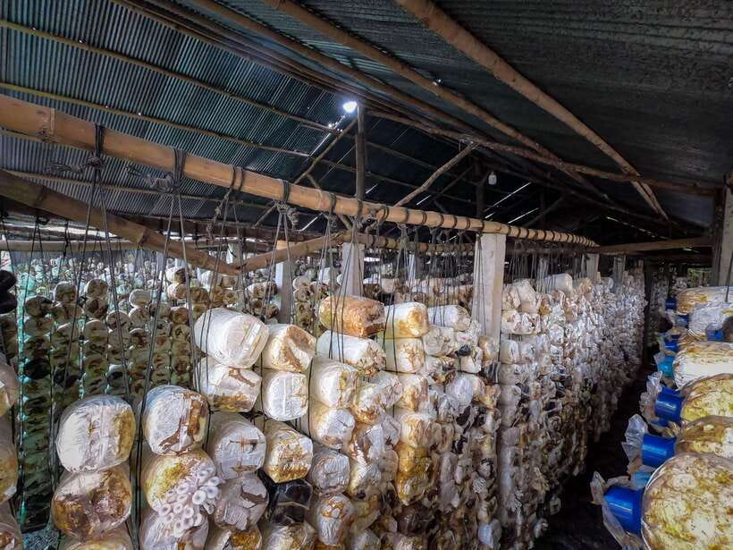 Siem Reap: Afternoon Cooking Class & Village Tour - Is $35 a fair price?