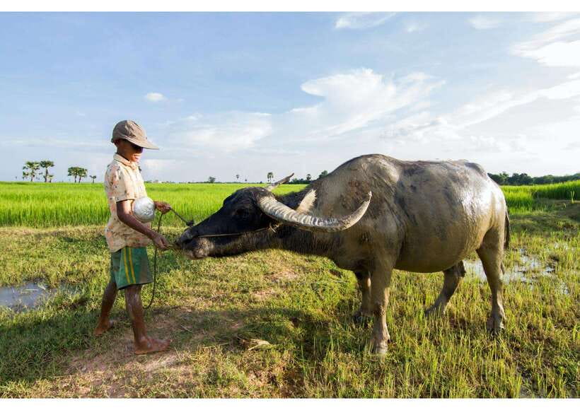Siem Reap: Afternoon Cooking Class & Village Tour - Seeing village life before the lesson