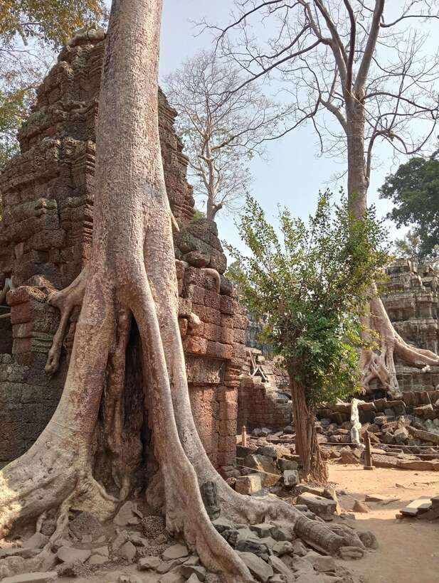 Siem Reap: Angkor Full-Day Group Tour with Japanese Guide - Why the Japanese guide matters at Angkor
