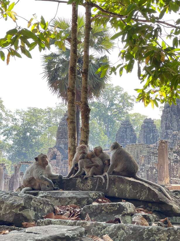 Siem Reap: Angkor Wat Private full Day Tour - Ta Prohm after lunch