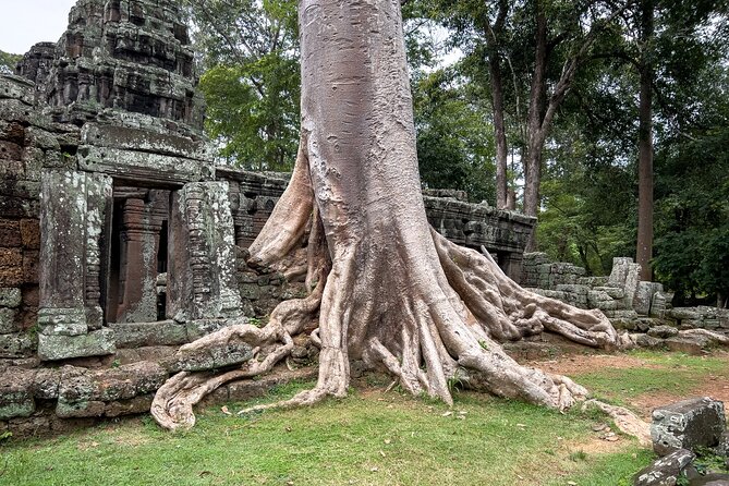 Siem Reap: Angkor Wat Sunrise Bike Tour & Jungle Breakfast - Ta Prohm and the trees in the stone