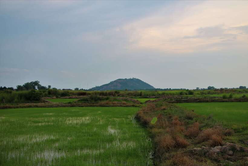 Siem Reap: Countryside Cycle and Local Village Life Tour - Rice fields and the rhythm of rural work