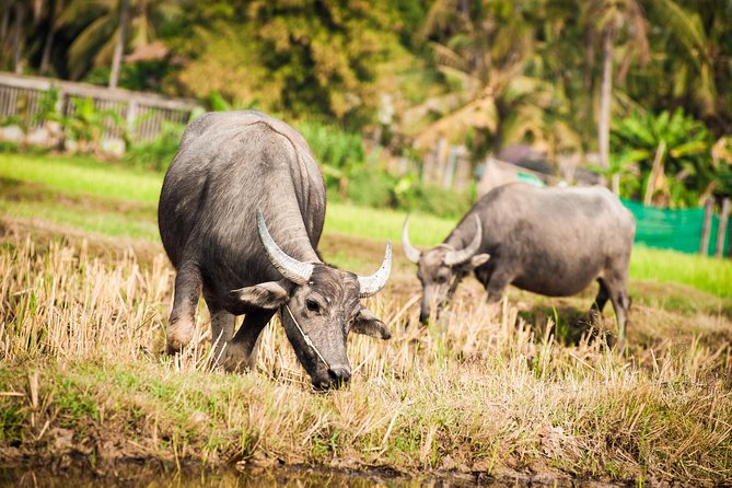 Siem Reap Countryside Guided Tour by Bike and E-Bike Private Tour - Why this ride is a smart break from the temples