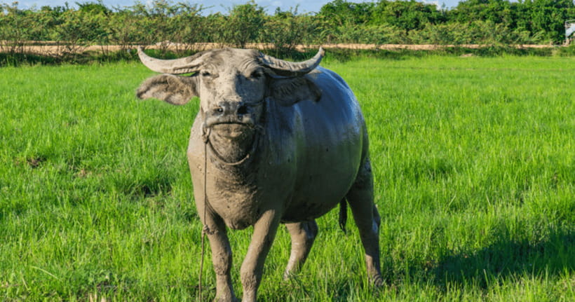 Siem Reap: Countryside Sunset Jeep Tour / SUV Available - Is $55 Per Person Good Value?