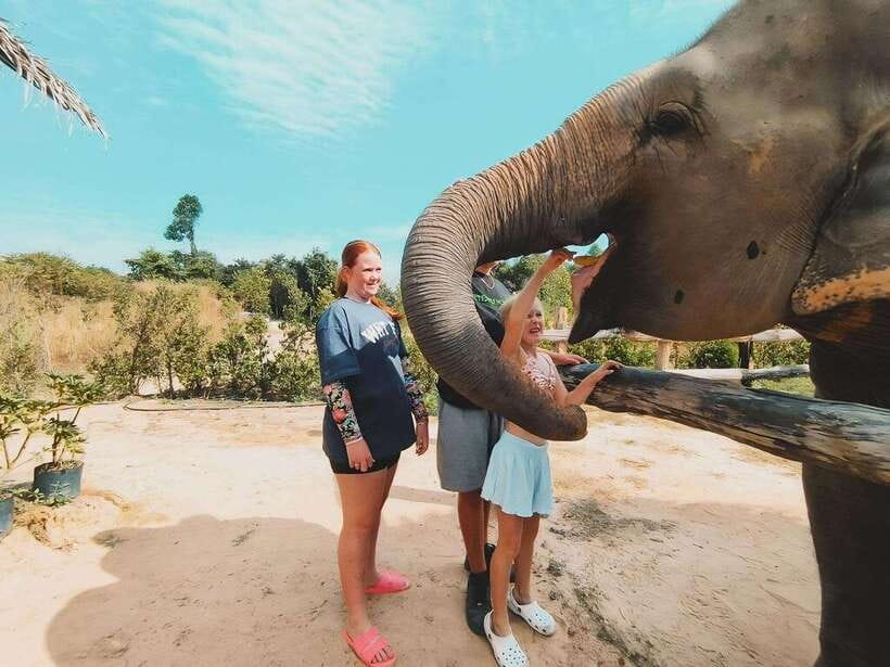Siem Reap: Elephant Sanctuary Included Hotel Pickup Drop-off - What the Siem Reap elephant sanctuary visit is really like
