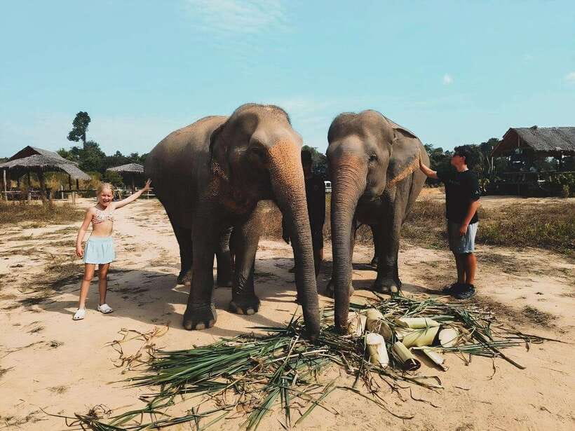 Siem Reap: Elephant Sanctuary Included Hotel Pickup Drop-off - Morning or afternoon: which departure works better?