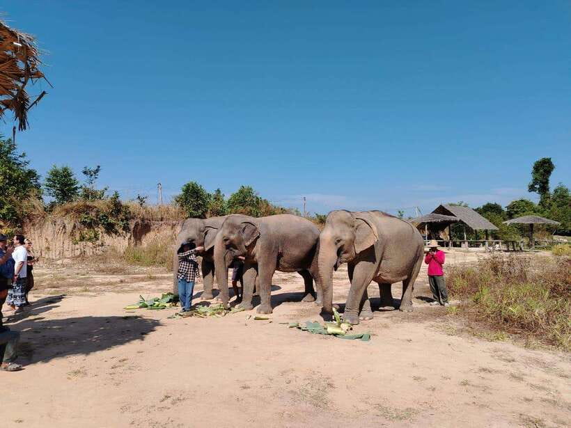 Siem Reap: Elephants & Apopo Rat Demining Private Trip - At a glance
